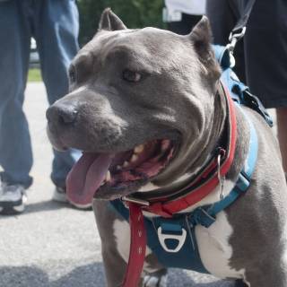 Concretethedog2