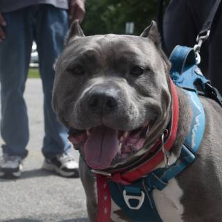 Concretethedog3