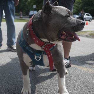 Concretethedog4
