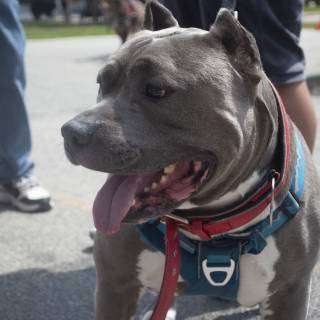 Concretethedog5