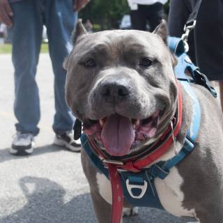 Concretethedog