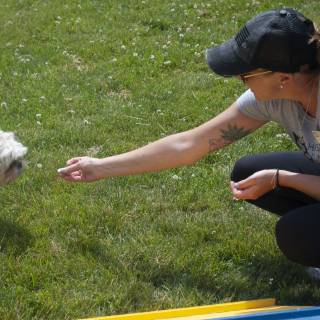 Dogtraining2