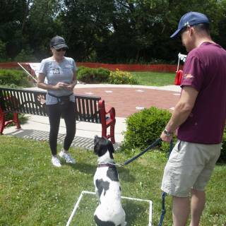 Dogtraining4