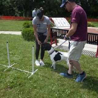 Dogtraining5
