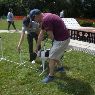 Dogtraining6