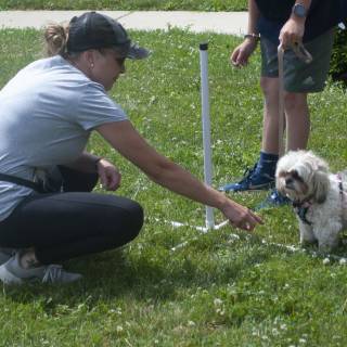 Dogtraining