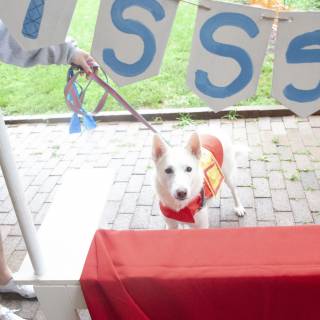 Natashathedog
