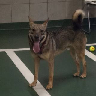 Rockythedog
