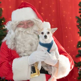 Santa paws 2022-03