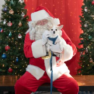 Santa paws 2022-04
