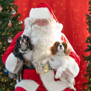 Santa paws 2022-07