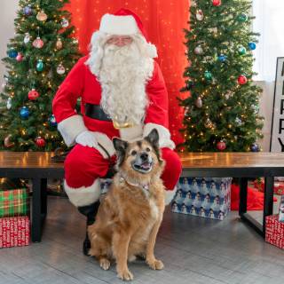 Santa paws 2022-09