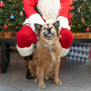 Santa paws 2022-10