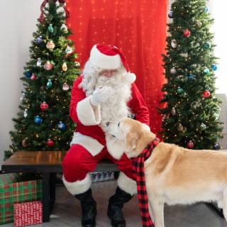Santa paws 2022-12