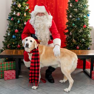 Santa paws 2022-13