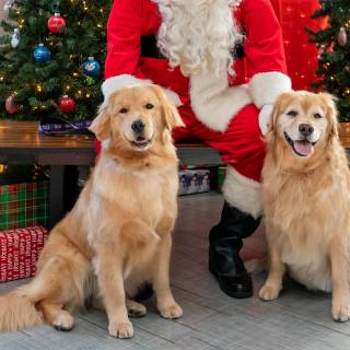 Santa paws 2022-17