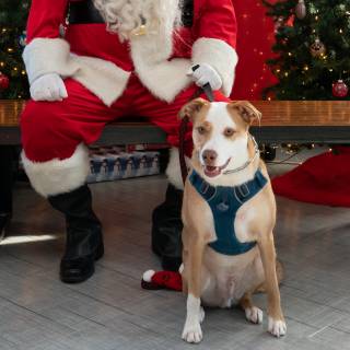 Santa paws 2022-18