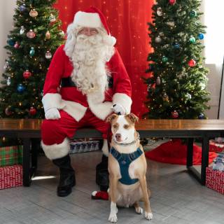 Santa paws 2022-19