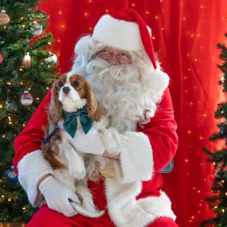 Santa paws 2022-21