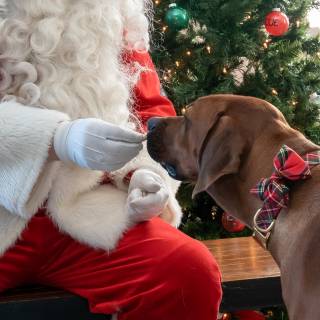 Santa paws 2022-34