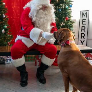 Santa paws 2022-35