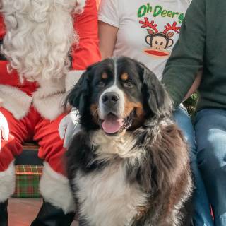 Santa paws 2022-40