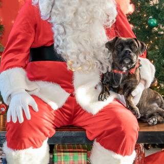 Santa paws 2022-44