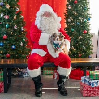 Santa paws 2022-50