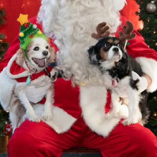 Santa paws 2022-52