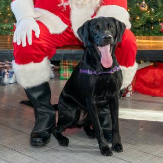 Santa paws 2022-54