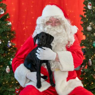 Santa paws 2022-58
