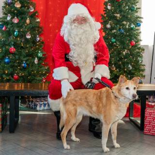 Santa paws 2022-62