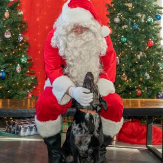 Santa paws 2022-64