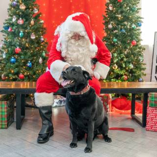 Santa paws 2022-69