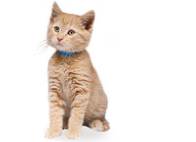 Have You Found a Kitten?