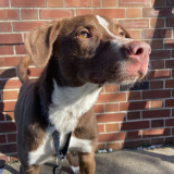 Harper