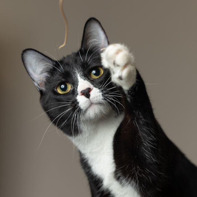 Figaro (bonded w/ August)