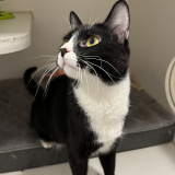 Figaro (bonded w/ August)