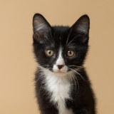 Figaro (bonded w/ August)