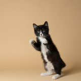 Figaro (bonded w/ August)