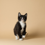 Figaro (bonded w/ August)