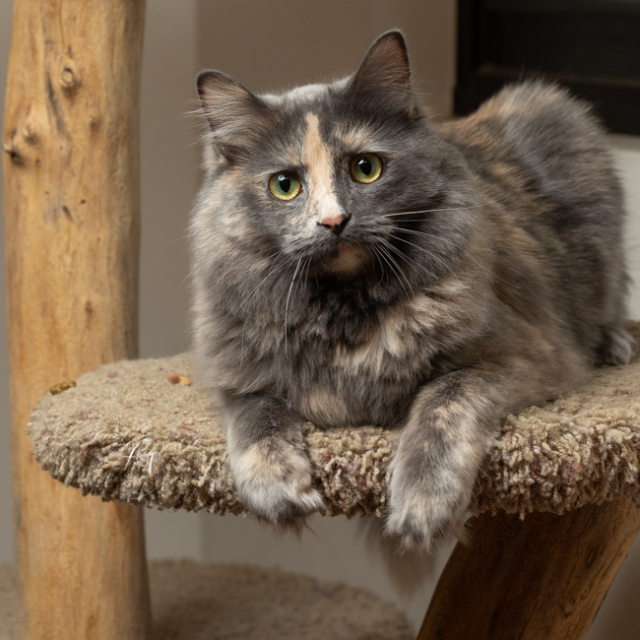 August (bonded w/ Figaro)