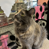 August (bonded w/ Figaro)