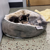 August (bonded w/ Figaro)