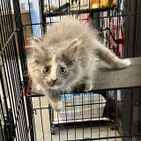 August (bonded w/ Figaro)