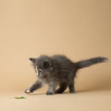 August (bonded w/ Figaro)