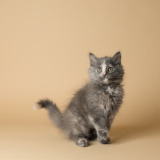 August (bonded w/ Figaro)