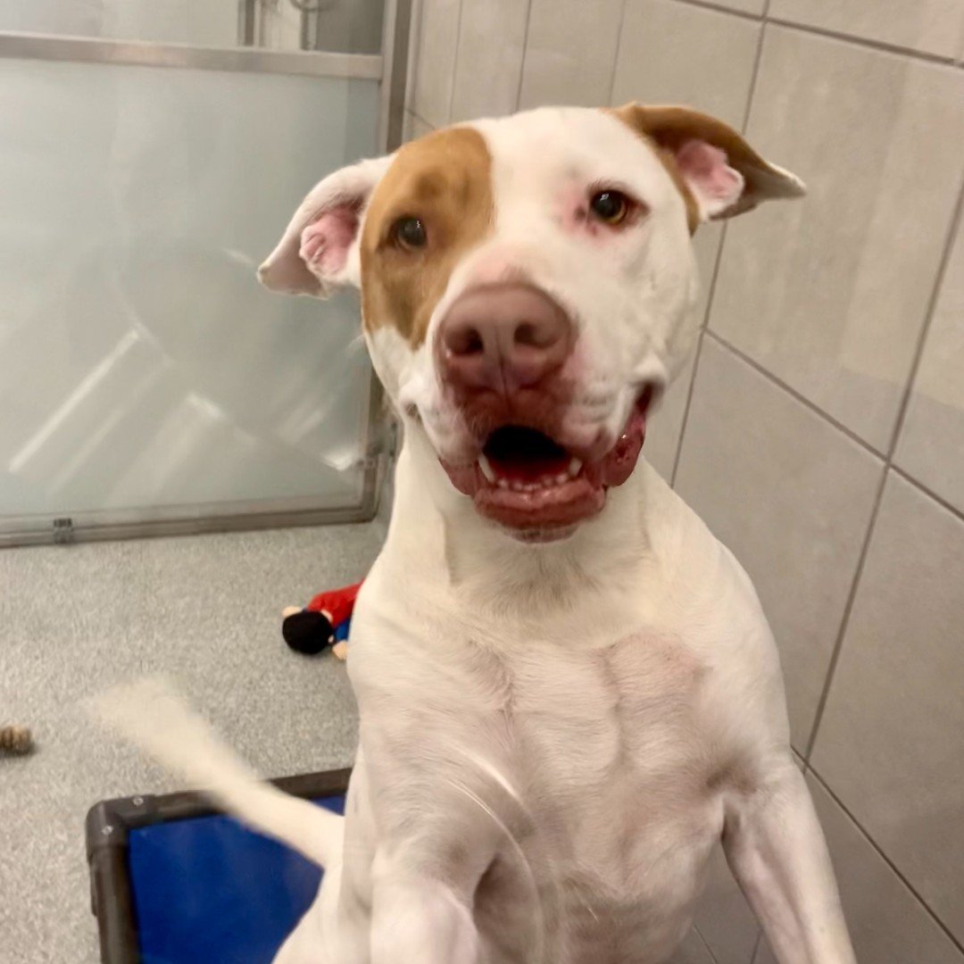 Lulu | Adopt a Pet | Hinsdale Humane Society