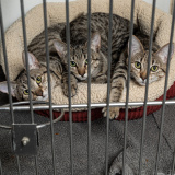 Comet (bonded w/ Vixen)