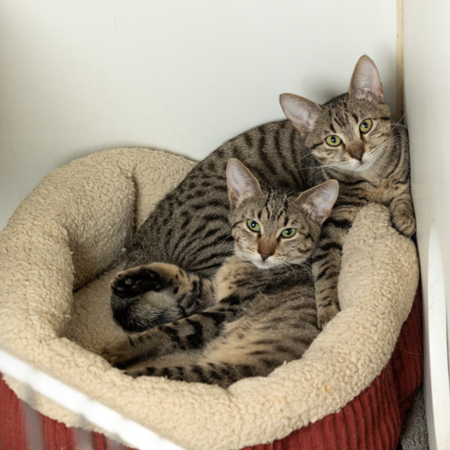 Comet (bonded w/ Vixen)